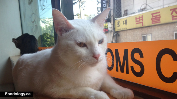 Tom's Cat Cafe