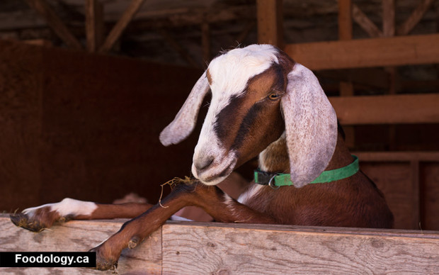 circle-farm-tours-goat