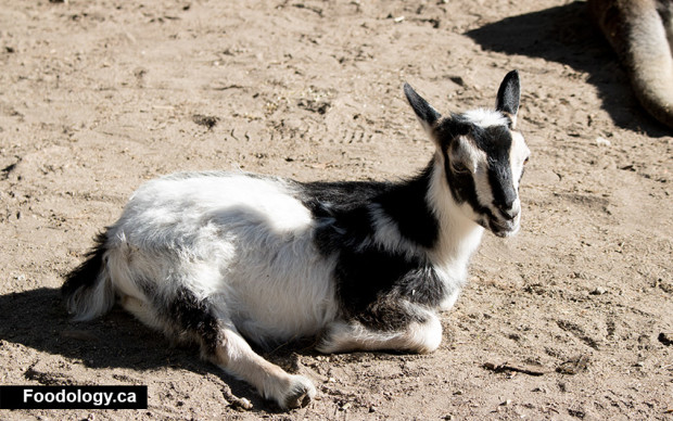 kangaroo-creek-farm-baby-goat