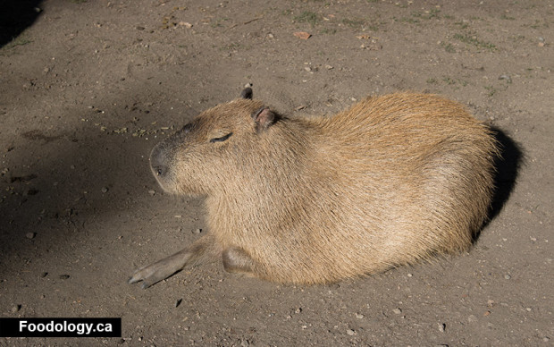 kangaroo-creek-farm-capybara
