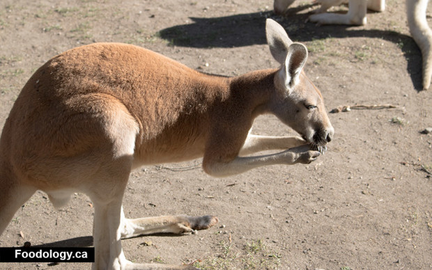kangaroo-creek-farm-eats