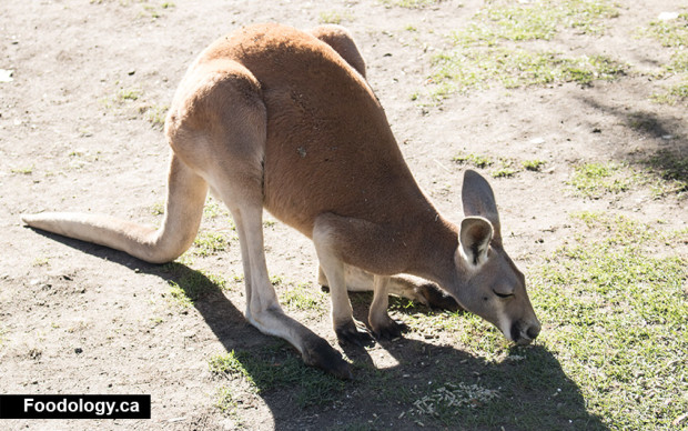 kangaroo-creek-farm-kangaroo