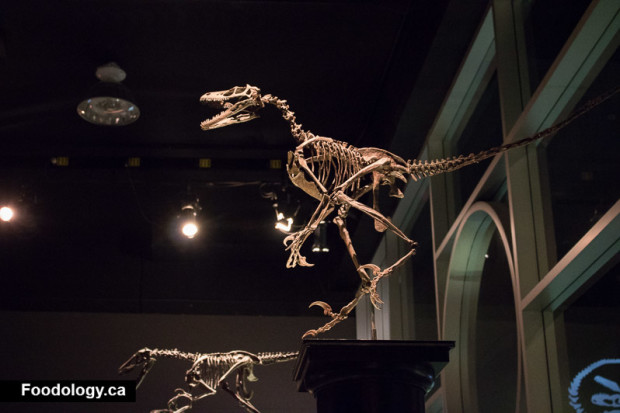 tyrell-dinosaur-museum-13