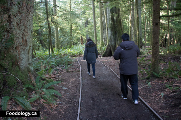 cathedral-grove-11