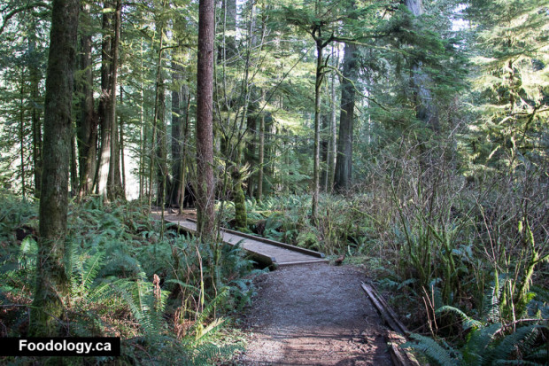 cathedral-grove-6
