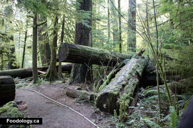 cathedral-grove-7