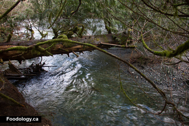 cathedral-grove-9