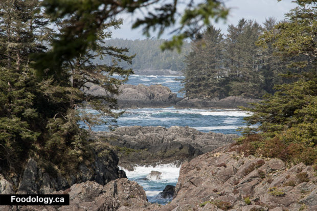 ucluelet-wild-pacific-trail-6
