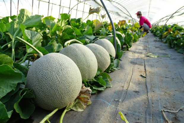 ABURI Market: A limited number of Japan's famous Hokkaido Furano Melons is coming - Foodology